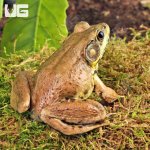 ug_bronze_frog_1.jpg