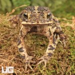 ug_gulf_coast_toad_3.jpg