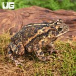 ug_gulf_coast_toad_1.jpg