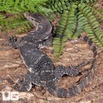 ug_Juvenile_Axanthic_Water_Monitor_4.jpg