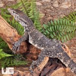 ug_Juvenile_Axanthic_Water_Monitor_3.jpg