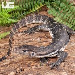ug_Juvenile_Axanthic_Water_Monitor_1.jpg