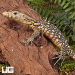 ug_Baby_Sulawesi_Water_Monitor_4.jpg
