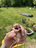 toad head mouth.jpg