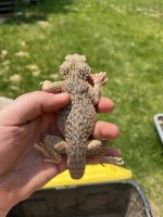 toad head 1.jpg