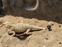 toad head 2.jpg
