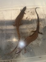 IMG_1785.jpeg