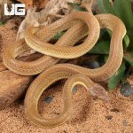 Ug_Egyptian_Cat_Eye_Snake_(Banded-Patternless)_4.jpg