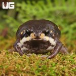 ug_Powers_Rain_Frog_5.jpg