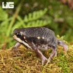 ug_Powers_Rain_Frog_3.jpg