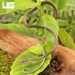 ug_Baby_Daudin's_Vine_Snake_3.jpg