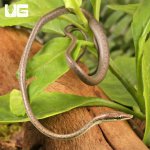 ug_Baby_Daudin's_Vine_Snake_2.jpg