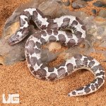 ug_Anery_Kenyan_Sand_Boa_4.jpg