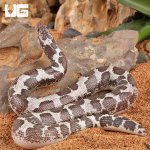 ug_Anery_Kenyan_Sand_Boa_3.jpg