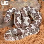 ug_Anery_Kenyan_Sand_Boa_2.jpg