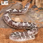 ug_Anery_Kenyan_Sand_Boa_1.jpg