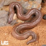 ug_Anery_Striped_Kenyan_Sand_Boa_4.jpg