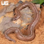 ug_Anery_Striped_Kenyan_Sand_Boa_3.jpg