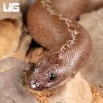 ug_Anery_Striped_Kenyan_Sand_Boa_2.jpg