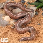 ug_Anery_Striped_Kenyan_Sand_Boa_1.jpg