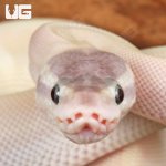 ug_Baby_Purple_Passion_Ball_Python_4.jpg