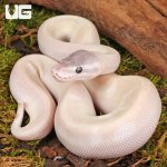ug_Baby_Purple_Passion_Ball_Python_3.jpg