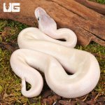 ug_Baby_Purple_Passion_Ball_Python_2.jpg