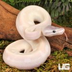 ug_Baby_Purple_Passion_Ball_Python_1.jpg