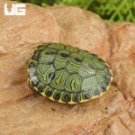 ug_Baby_Brazilian_D’Orbigny’s_Slider_Turtle_4.jpg