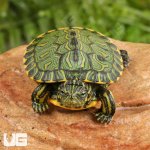 ug_Baby_Brazilian_D’Orbigny’s_Slider_Turtle_3.jpg