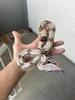 IMG_1565.jpeg