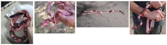 Sonoran Coachwhip.jpg