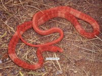 San Joaquin Coachwhip (Masticophis flagellum ruddocki).jpg