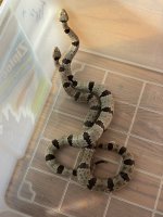IMG_3059.jpeg