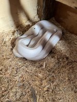 IMG_3729.jpeg