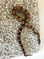 IMG_0956.jpeg