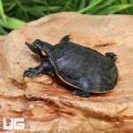 ug_Baby_Florida_Softshell_Turtle_3.jpg