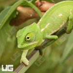 UG_Hatchling_Veiled_Chameleon_2.jpg