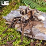 ug_Nhen_Dep_Earth_Tiger_Tarantula_4.jpg