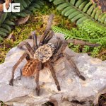 ug_Nhen_Dep_Earth_Tiger_Tarantula_1.jpg
