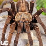 ug_Ho_Chi_Minh_Tarantula_2.jpg