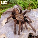ug_Ho_Chi_Minh_Tarantula_1.jpg