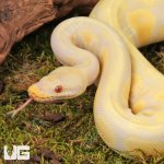 ug_Yearling Pastel Candino Ball Python_#7_2.jpg