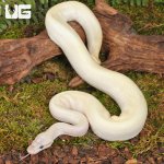 ug_Yearling_Pastel Blue Eyed Leucistic Ball_Python_#9_2.jpg