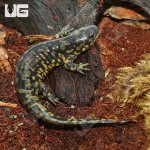 ug_Tiger_Salamander_2.jpg