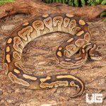 ug_Yearling_Super_Razor Ball_Python_#12_4.jpg