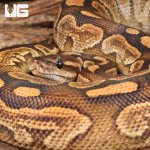 ug_Yearling_Super_Razor Ball_Python_#12_1.jpg