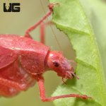 ug_Erythristic_Katydid_3.jpg