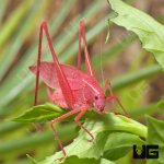 ug_Erythristic_Katydid_2.jpg