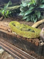 IMG_2176.jpeg